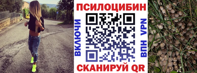 где можно купить   Чаплыгин  Галлюциногенные грибы Magic Shrooms 