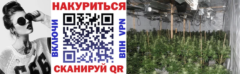 блэк спрут зеркало  Чаплыгин  Конопля Ganja 